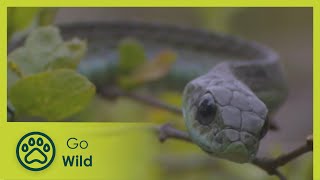 Boomslang  Natures Greatest Moments S03E09  Go Wild [upl. by Bohlin697]