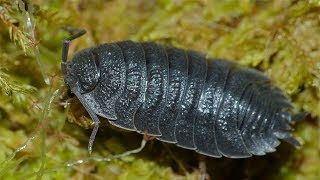 Are Wild Isopods Safe to Use in a Bioactive Terrarium [upl. by Arni]