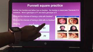 Heredity An interactive lesson on Punnett squares [upl. by Pembrook]