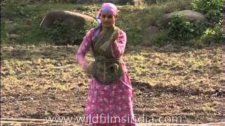 Women working in the fields in rural Uttarakhand [upl. by Faludi504]