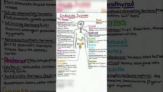 Endocrine system physiology and pharmacology [upl. by Tsui]