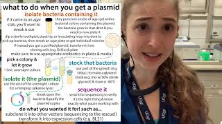 What to do when a plasmid comes for you agar stab to plate to glycerol stock miniprep amp sequencing [upl. by Llenrahs]