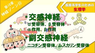 生理学 神経ゾーン⑪ 「交感神経α作用・β作用」「副交感神経ニコチン受容体・ムスカリン受容体」 [upl. by Milon298]