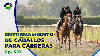 563 ¿Cómo se entrena un caballo para carreras [upl. by Anilorac]