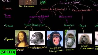 SPEED Taxonomy and TheTree of Life [upl. by Nitas]