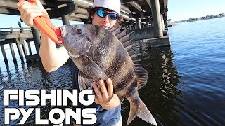 Sheepshead Fishing From a Bridge PYLON Covered in Oysters I Caught a GIANT Sheepshead [upl. by Arym526]