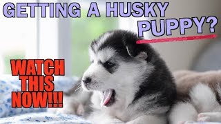 Getting A Husky Puppy WATCH THIS FIRST [upl. by Dunseath542]