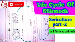 sericulture B sc 3rd year zoologylife cycle of silkworm bombyx mori [upl. by Relyhs255]