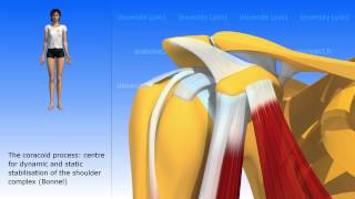 The coracobrachialis [upl. by Nivlad62]