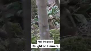 A reallife Pixie caught on camera Fairies and Pixies are real mythicalcreature fairies [upl. by Careaga]