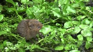 A young Water Vole 2 Filmed at Rooksbury Mill Nature Reserve [upl. by Madel]