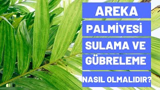 Areka Palmiyesi Sulama Ve Gübreleme Nasıl Olmalıdır [upl. by Hemphill]