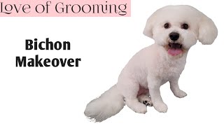 Bichon Frise gets a makeover  Clipping a Bichon for easy maintenance [upl. by Aniaj]