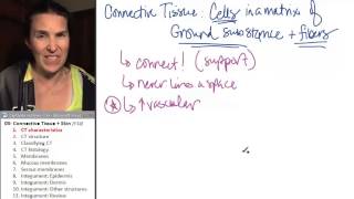 Connective tissue amp integument 1 CT characteristics [upl. by Auqinom]