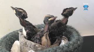 Raising Willy Wagtails the chicks grow up and start to wag their tails [upl. by Ained]