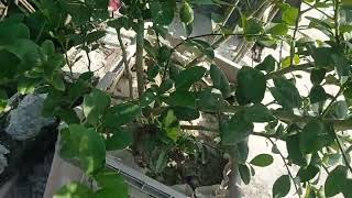 china seedless lebu my garden gmsumon1879 [upl. by Sikko]