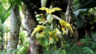 POLINIZADORES STANHOPEA SP [upl. by Enelhtak]