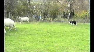 Sheepdog Training With Ted Hope Pt 4 [upl. by Bigford]