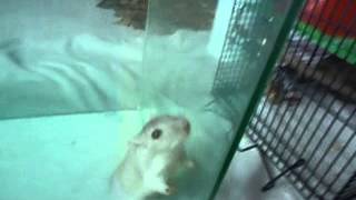 My Gerbil Jumping Out Of His Cage [upl. by Calvert]