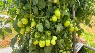 Bayer Seminis Aryaman Tomato 🍅 Variety [upl. by Aldwin]