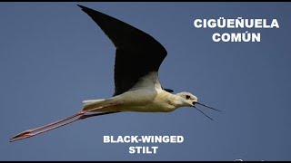 CIGÜEÑUELA  BLACKWINGED STILT  Himantopus himantopus 4K [upl. by Cissy]