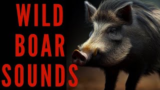 WILD BOAR SOUNDS  Wild Boar Call  maktubytv [upl. by Arhat584]