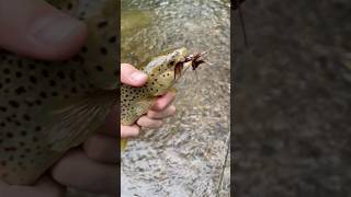 First ever trout on a streamer  subscribe euronymphing [upl. by Imat752]