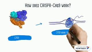 CRISPRCas9 Explained [upl. by Mauldon464]