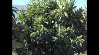 Loquat Big Jim [upl. by Emmerich]