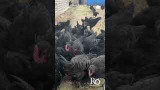 Black australorp chickens  Free range organic chicken farming [upl. by Aikim403]