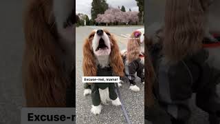 Cavalier King Charles spaniel singing [upl. by Mathilda]