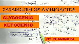 Catabolism of Aminoacids  Degradation  Glycogenic and Ketogenic Aminoacids [upl. by Aimerej]