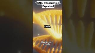 DNA Transcription Explained viralshorts DNA Transcription DNAFlow biology [upl. by Akiria460]