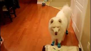 Samoyed in Socks [upl. by Sldney]