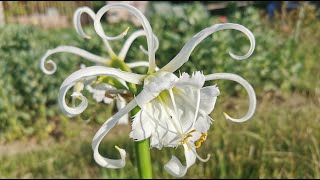 Best fragrant bulbs  Ismene  Hymenocallis x festalis the Spider Lily aka Peruvian daffodil [upl. by Ecenaj511]