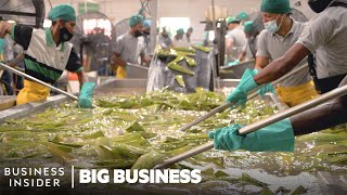 How 15 Million Aloe Vera Leaves Are Harvested A Week  Big Business [upl. by Esinel]