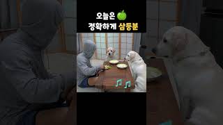 사람탈 쓴 리트리버랑 과일 먹다 주인이 나가버린 이유 shorts [upl. by Odine817]