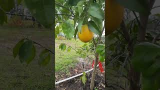 😱mis primeras naranja que emocióngarden organico plantas vidaderancho [upl. by Inman]