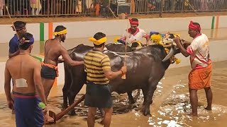 Kambala Start Balkunje Mangalore [upl. by Neellek]