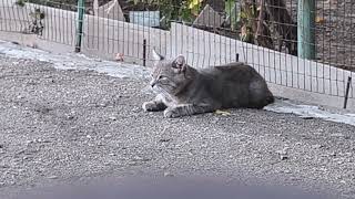 You Need a Cat for Daily Laughs 😂🐱 Funny Videos 2024 😂🐱 🐈 [upl. by Letsyrc]