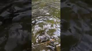 Trout on the Raven Fork River [upl. by Ayotak]