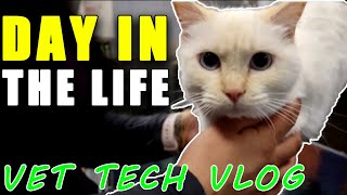 COME TO WORK WITH ME  Abdominocentesis  Vet Tech Vlog [upl. by Lardner]