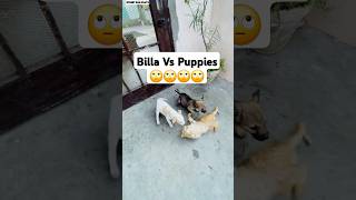 4 Puppies Vs 1 Cat 😱  minivlog [upl. by Eissirhc]