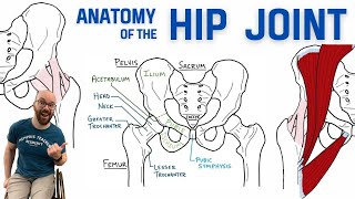 Anatomy of the Hip Joint  Bones Ligaments amp Muscles [upl. by Eirb362]