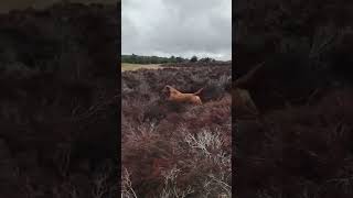 Running among the heather shorts dog slowmotion [upl. by Gasparo393]