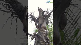 How does Red Palm Weevil damages the coconut tree [upl. by Beverly]