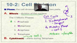 Chapter 10 Part 5  Prophase and Metaphase [upl. by Grassi]