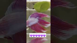 Veil tail pink giant betta fish [upl. by Emeline440]