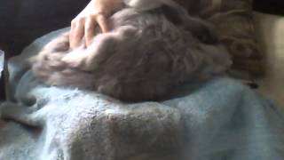 How to groom an English Angora Rabbit with love compassion and respect [upl. by Akapol]