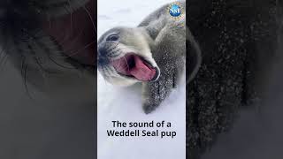 Noisy Baby Seal shorts antarctica seal [upl. by Rehoptsirhc]